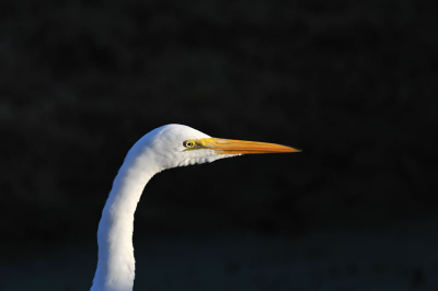 Tijdens de 5 weken dat wij in Florida waren dagelijks de reigers gevolgd en uiteindelijk een portret kunnen schieten op vol formaat ter aanvulling op de overige twee foto's die ik van deze reiger heb geplaatst.