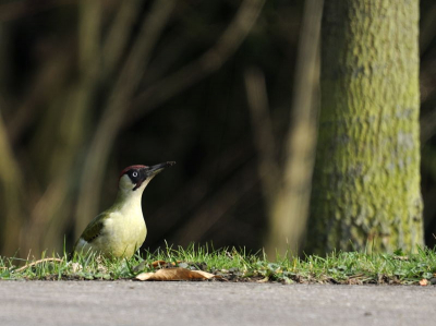 Al een aantal dagen gevolgd maar kreeg de specht maar niet goed op de foto. Uiteindelijk op grote afstand deze foto kunnen maken in de late ochtend zon.