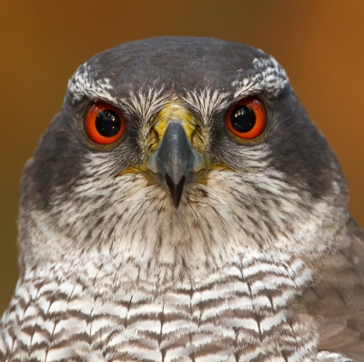 Accipiter gentilis / Havik / Goshawk