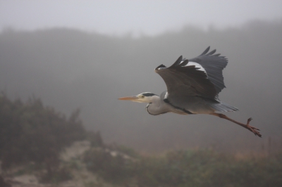 Mijn fotovakantie in Texel heeft zwaar te lijden onder de mistige omstandigheden. Daarom ben ik vandaag naar Ecomare geweest. Het voeren van de zeehonden trok de aandacht van visetende vogels. 
Thuis zijn de reigers erg schuw, deze trok zich weinig van de mensen aan. Terwijl de zeehondenverzorgster een mooi verhaal hield over haar troeteldiertjes, hield ik de reiger in de gaten.