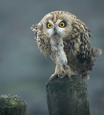 Asio flammeus / Velduil / Short-eared Owl