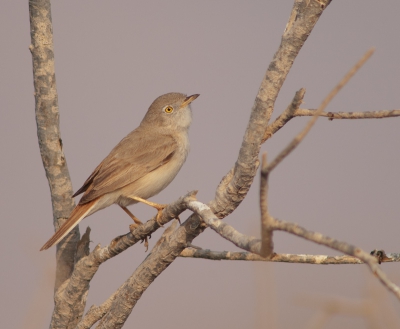 Sylvia nana / Woestijngrasmus / Desert Warbler