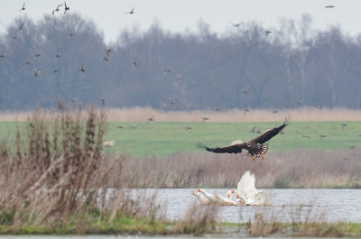 Haliaeetus albicilla / Zeearend / White-tailed Eagle
