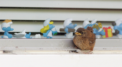 Juveniele Winterkoning voor het raam van de buren. Albert Heijn had ooit eens een actie met Smurf poppetjes. Foto laat goed zien hoe klein die vogels zijn (als je tenminste nog weet hoe groot die Smurfen waren)