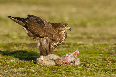 Tijdens ons rondje in de Eemshaven zagen wij deze Buizerd druk bezig een haas aan het opeten.  Op gepaste afstand stond een jonge Zilvermeeuw te wachten op zijn kans. Later kreeg hij die kans, nadat de buik van de Buizerd meer dan vol gevreten was. Opmerkelijk hoe zon grote Haas kleiner wordt!