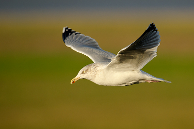 Je krijgt niet altijd de kans om een vluchtfoto van een vogel te maken met een fraaie zachte achtergrond bokeh. Met deze Zilvermeeuw is dit naar mijn gevoel aardig gelukt?