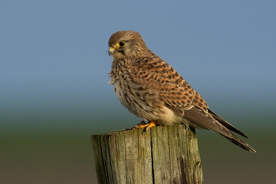 Ach iedereen herkent vast deze situatie wel. Je hebt al veel foto's van een torenvalk gemaakt, maar als je ze weer tegenkomt op een paaltje stop je toch en maak je weer een foto.  Het blijven schitterende roofvogels om te fotograferen!