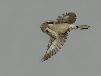 Lanius excubitor / Klapekster / Great Grey Shrike