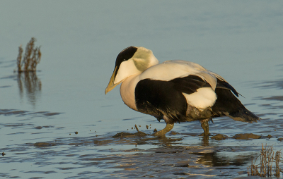 Vandaag twee keer een bezoek gebracht aan de pier van Holwerd. De eerste keer weinig vogels, wel hoge golven! De laatste keer kreeg ik de kans, met de laatste zonlicht, om deze eider te fotograferen. Vooreerst dat ik een mannetje heb kunnen vastleggen. Ben daar uiteraard blij mee.