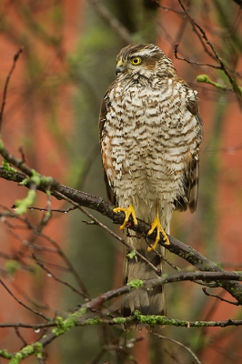 Afgelopen donderdag belde mij vrouw Renske enthousiast dat bij ons in de tuin een Sperwer zat. Op dat moment zat ik achter de Pestvogel aan in Stadskanaal. Balen natuurlijk, maar ook relativerend dat ik wellicht wel een kans zou krijgen. Welnu die kwam vandaag! Super blij met deze bijzondere ontmoeting.