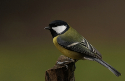 Deze koolmees kwam even buurten in de tuin, dat doen ze vaker, en gister was het wel aardig weer.
Gr. hans