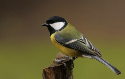 Deze koolmees kwam even buurten in de tuin, lang genoeg voor een foto, want ze zijn snel vind ik.