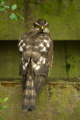 Een Sperwer ontmoeten in je eigen tuin is natuurlijk geweldig kicken. Als je dan meerdere kansen krijgt stijgt de adrealine alleen maar omhoog.
Opvallend was het feit dat de roofvogel met de rug naar de tuin ging zitten. Je zou verwachten dat hij alle kansen die zich in de tuin voordoen wil benutten. Hier de foto van de Sperwer mooi van achteren gefotografeerd.