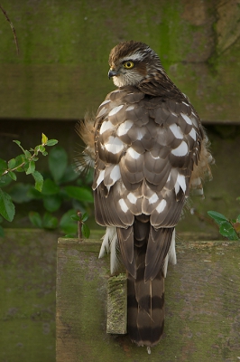 Voor mij persoonlijk is een Sperwer in de eigen tuin uniek en een hele belevenis. Ik krijg er een kick-gevoel van.  Hoewel de setting door de n als lelijk wordt beschouwd, terwijl de ander opmerkt dat het een leuke setting is, blijft het allemaal betrekkelijk. De roofvogel heeft kennelijk daar zijn stekkie gevonden. Het is maar net hoe hij gaat zitten. Bij de vorige upload kon je staart niet helemaal zien. Bij deze wel, maar kun je de voorkant niet zien!  Er blijven altijd verbeterpunten over en dus uitdagingen. Ik heb toch besloten om er fotos van te maken en deze op Birdpix te zetten!