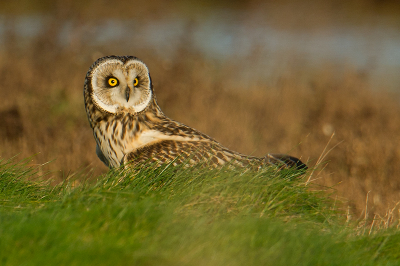 Op deze foto maakt de Velduil zijn naam waar! Hij hoort kennelijk in het veld te zitten en heb er deze foto van kunnen maken. Ben blij met het resultaat. Wat is het toch genieten dat je anderhalf uur lang deze roofvogel kunt zien jagen . . . geweldige ervaring.