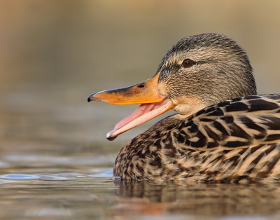 Anas platyrhynchos / Wilde Eend / Mallard