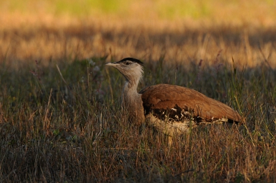 Ardeotis australis / Australische Trap / Australian Bustard