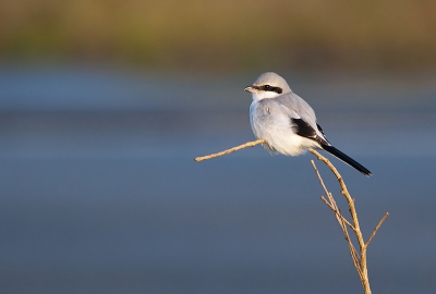 Bird picture: Lanius excubitor / Klapekster / Great Grey Shrike