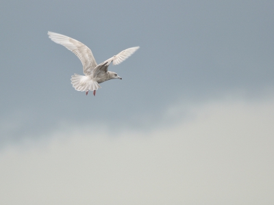 Bird picture: Larus glaucoides / Kleine Burgemeester / Iceland Gull