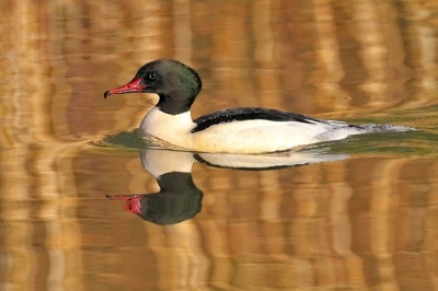 Bird picture: Mergus merganser / Grote Zaagbek / Goosander