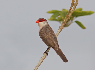 Bird picture: Estrilda astrild / Sint-helenafazantje / Common Waxbill