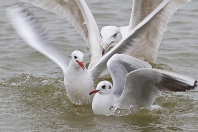 Bird picture: Larus ridibundus / Kokmeeuw / Black-headed Gull