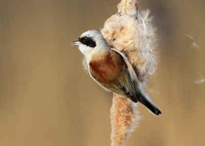 Bird picture: Remiz pendulinus / Buidelmees / Penduline Tit