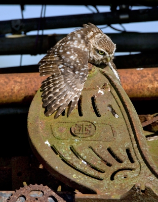 Bird picture: Athene noctua / Steenuil / Little owl