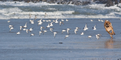 Bird picture: Calidris alba / Drieteenstrandloper / Sanderling
