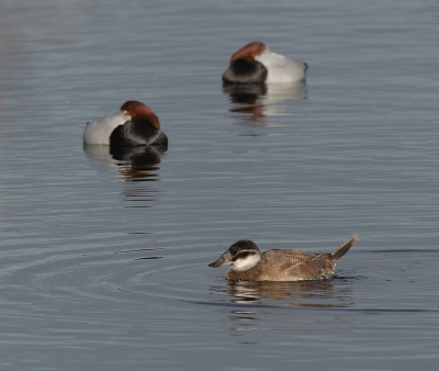 Bird picture: Oxyura leucocephala / Witkopeend / White-Headed Duck