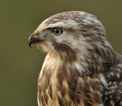 Bird picture: Buteo buteo / Buizerd / Buzzard