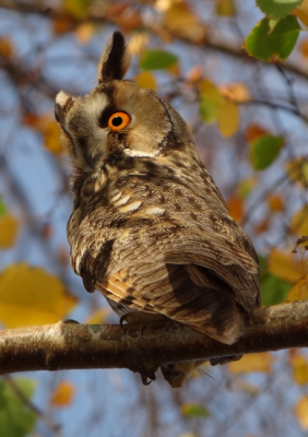 Bird picture: Asio otus / Ransuil / Long-eared Owl