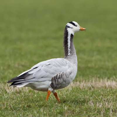 Bird picture: Anser indicus / Indische Gans / Bar-Headed Goose