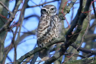 Oog in oog met deze prachtige uil. De Steenuilen verdienen de aandacht, ze staan helaas op de rode lijst. Oog in oog met deze prachtige uil. De Steenuilen verdienen de aandacht, ze staan helaas op de rode lijst.