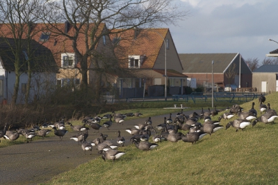 Branta bernicla / Rotgans / Brent Goose