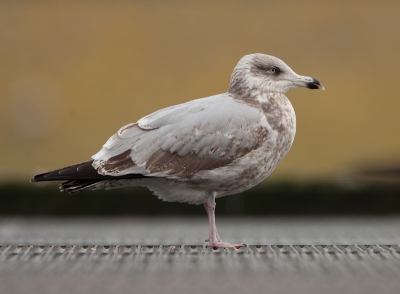 Larus smithsonianus / Amerikaanse Zilvermeeuw (mogelijk) / American Herring Gull