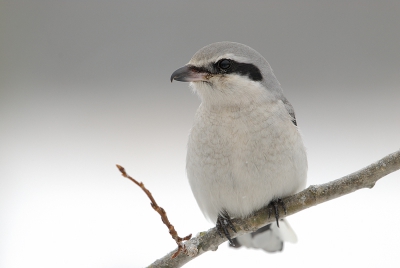 Lanius excubitor / Klapekster / Great Grey Shrike