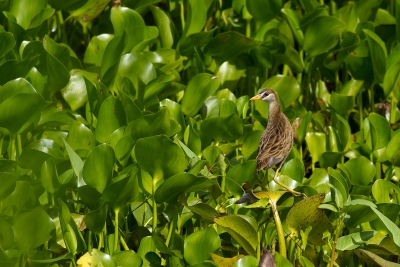 Porzana cinerea / Wenkbrauwral / White-browed Crake
