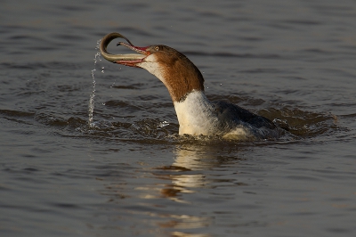 Tijdens het gevecht tussen de Grote Zaagbek en de paling heb ik 18 actiefotos kunnen maken. Hier de laatste twee foto die op Birdpix.nl wil laten zien. De n waarin je goed de grote van de paling kan zien, de ander dat het gelukt is om de paling op te eten.  Wil je de rest ook zien kijk dat even op mijn site www.hlfotografie.nl