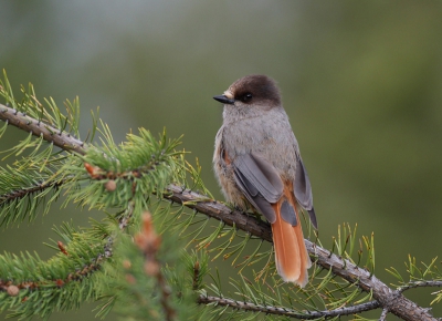 Bird picture: Perisoreus infaustus / Taigagaai / Siberian Jay