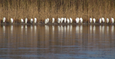 Bird picture: Egretta alba / Grote Zilverreiger / Great White Heron