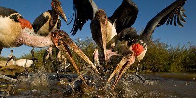 Bird picture: Leptoptilos crumeniferus / Afrikaanse Maraboe / Marabou Stork