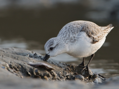 Bird picture: Calidris alba / Drieteenstrandloper / Sanderling
