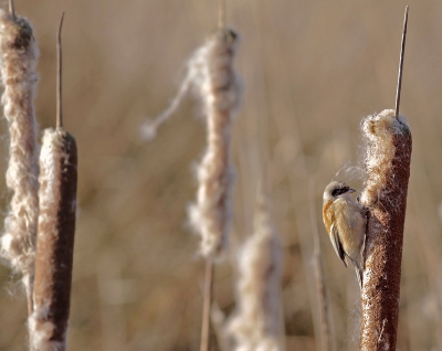 Bird picture: Remiz pendulinus / Buidelmees / Penduline Tit