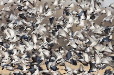 Bird picture: Columba oenas / Holenduif / Stock Dove