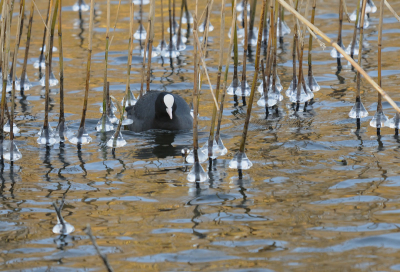 Bird picture: Fulica atra / Meerkoet / Coot