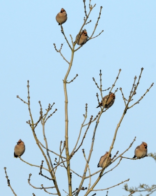 Het was koud dinsdag! De pestvogels lieten even op zich wachten. Maar gelukkig, ze kwamen toch en gingen  uitgebreid poseren in een boomtopje. Bijna de groep compleet. Met dank aan heren van Flakkee.