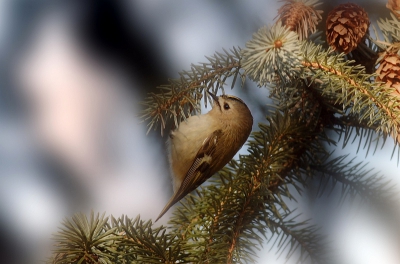 Mijn eerste foto op Birdpix, deze foto gemaakt in een mooi bos in mijn woonplaats. Was berekoud maar ging met een voldaan gevoel naar huis.