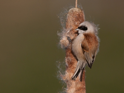 2. Remiz pendulinus / Buidelmees / Penduline Tit