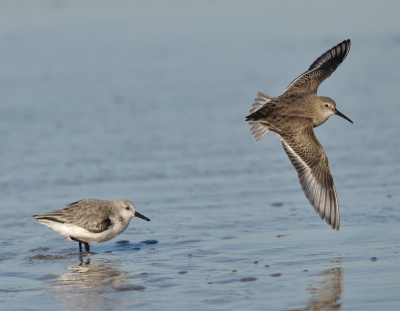 20. Calidris alpina / Bonte Strandloper / Dunlin